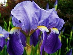 iris, fleur-de-lis, bluish-violet flower spring