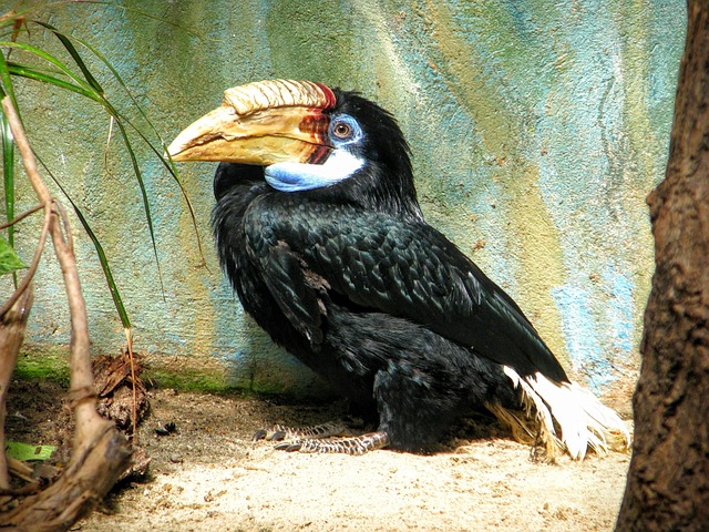 Free Toucan Zoo photo and picture