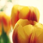 tulips, sun, flowers