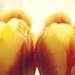 tulips, sun, flowers