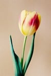 tulips, flowers, flora