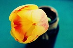 tulips, sun, flowers
