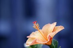 hibiscus, closeup, isolated