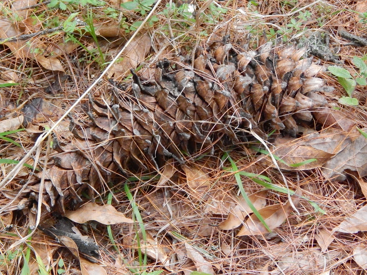 Piña Pino Bosque - Foto gratis en Pixabay - Pixabay