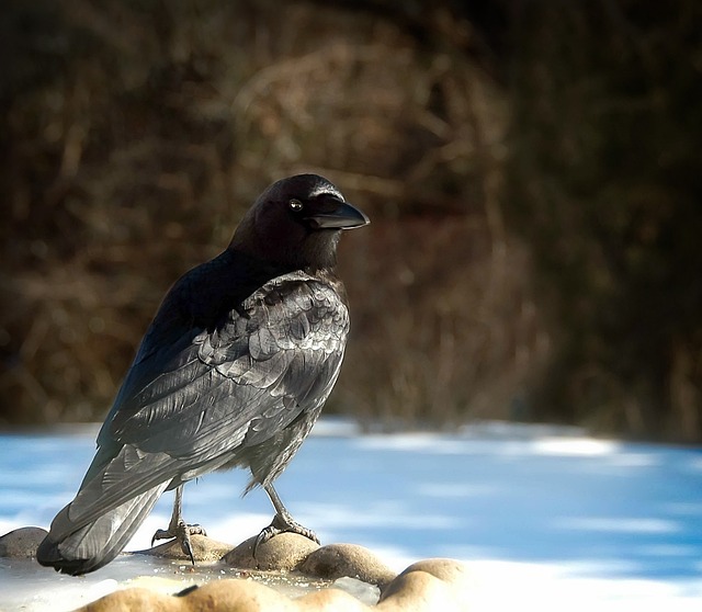 Free Bird Crow photo and picture