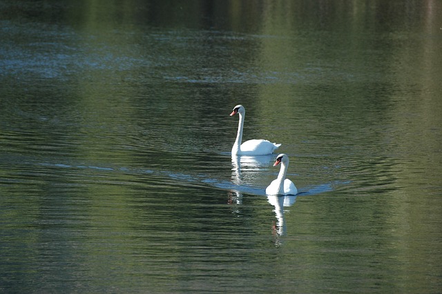 Free Swan Bird photo and picture