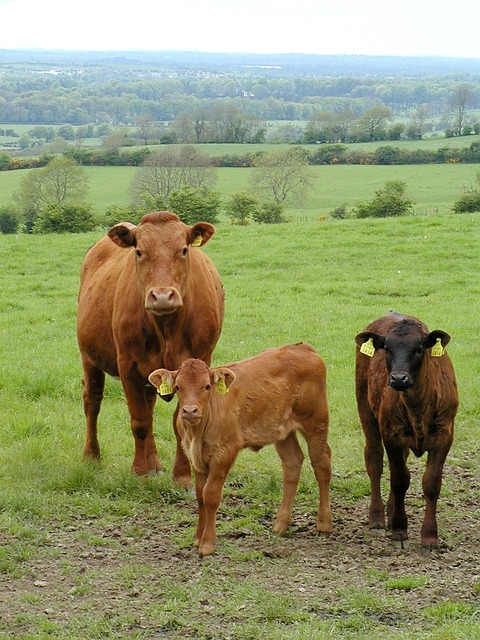 Free Cattle Agriculture photo and picture
