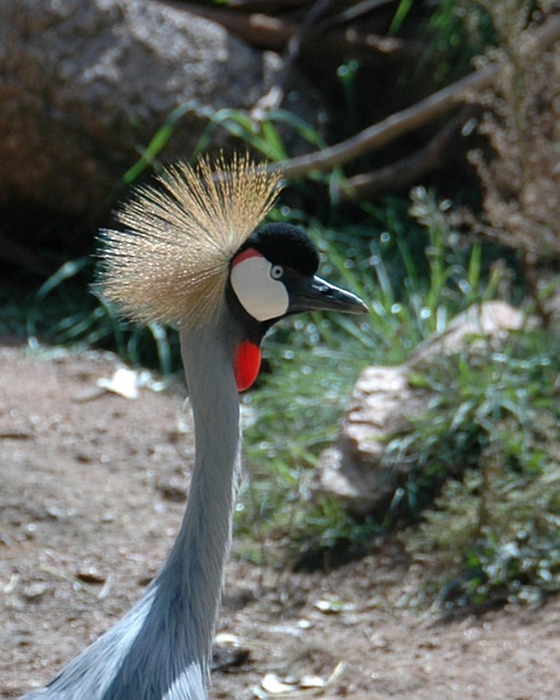 Free Bird Wildlife photo and picture