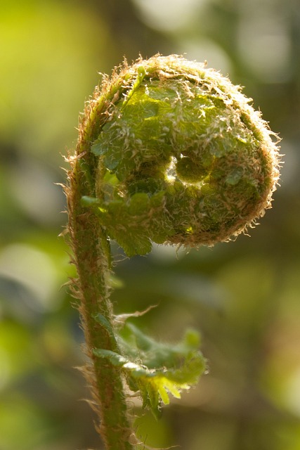 Free Fern Fern Leaf photo and picture