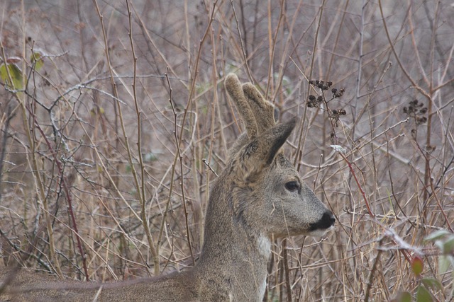 Free Deer Roe Deer photo and picture