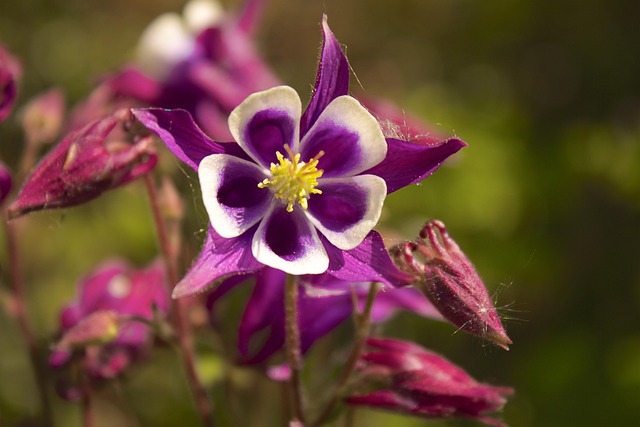 Free Columbia Violet photo and picture