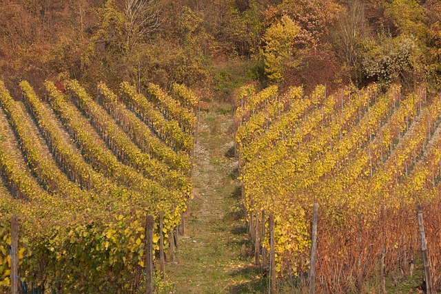 Free Vineyard Fall photo and picture