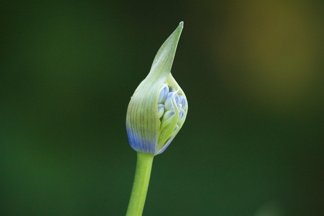 Free Ornamental Lily Agapanthus photo and picture