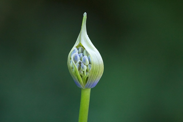 Free Ornamental Lily Agapanthus photo and picture