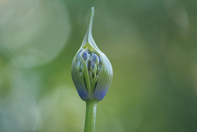 Free Ornamental Lily Agapanthus photo and picture