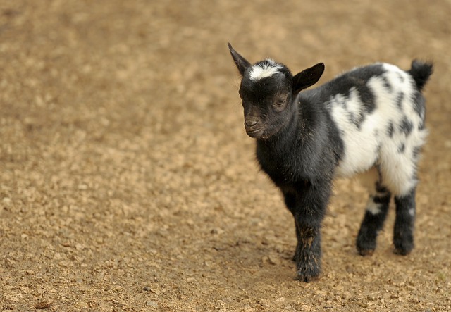 Free Goat Animal photo and picture