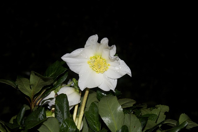 Free Christmas Rose Night Shot photo and picture