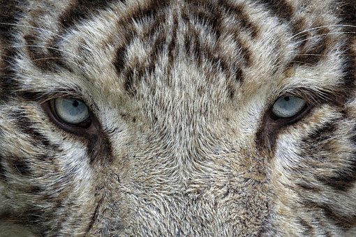 Free Eyes White Tiger photo and picture