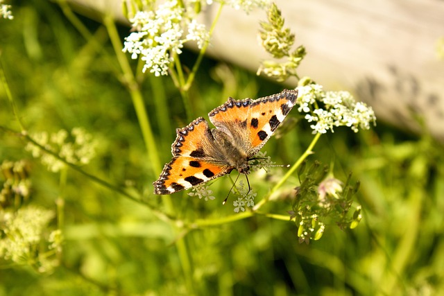 Free Butterfly Little Fox photo and picture
