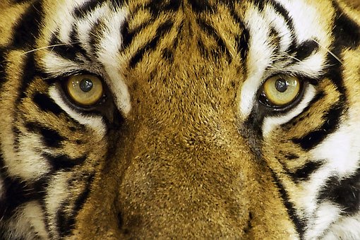 Free Tiger Feline photo and picture