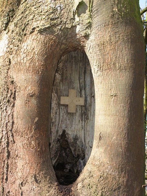 Free Knothole Tree photo and picture