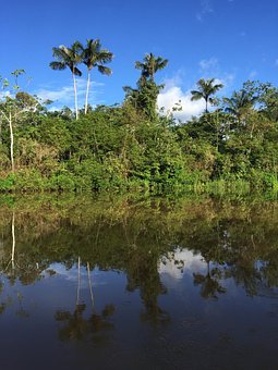 超过80 张关于 Amazon Rainforest 和 雨林 的免费图片