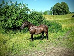 horse, estonia, rakvere