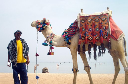 Free Animal Camel photo and picture