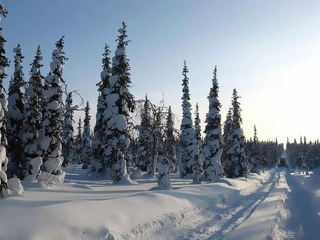 Free Winter Snow photo and picture
