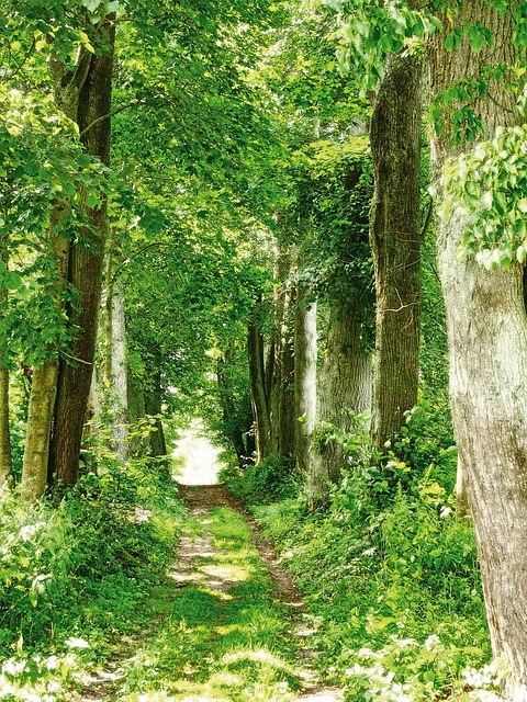 Free Green Old Trees photo and picture