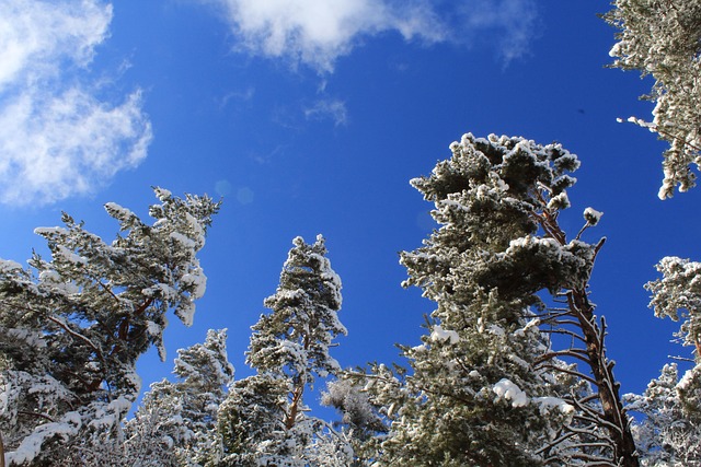 Free Tree Blue Sky photo and picture