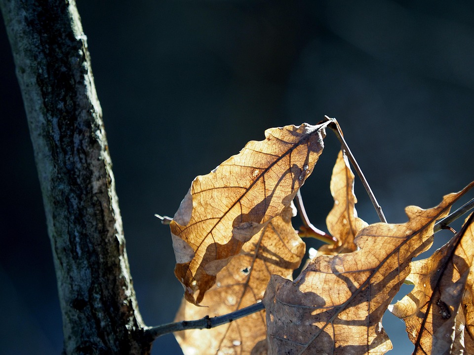 Leaves Autumn Backlighting - Free photo on Pixabay - Pixabay