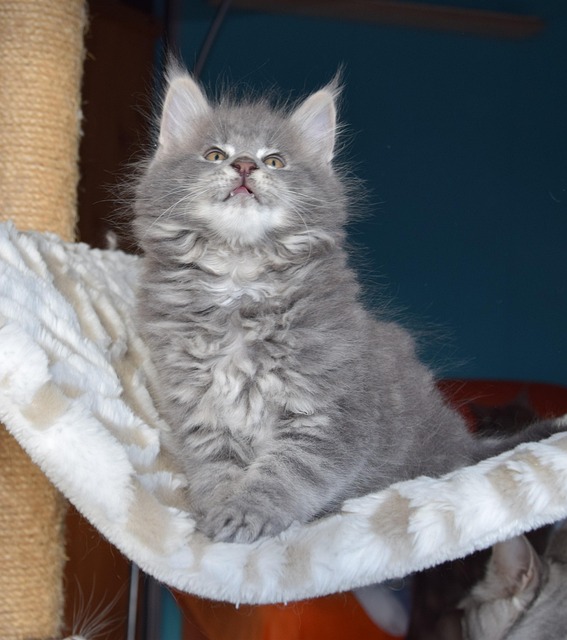 Katzen, Grauen Pelz, Haustiere, Kätzchen