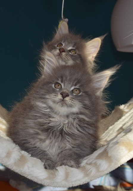 Katzen, Grauen Pelz, Haustiere, Kätzchen