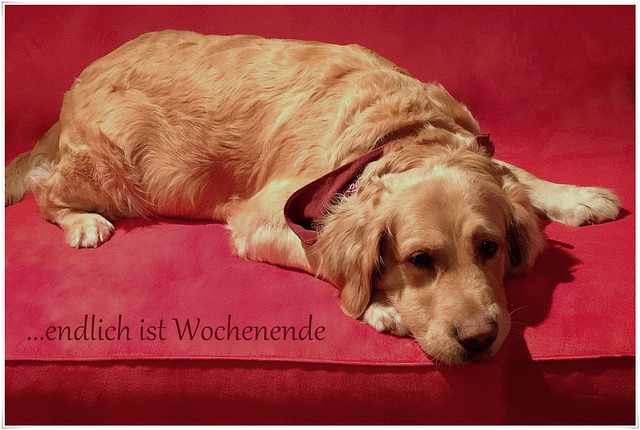 Free Dog Domestic Animal photo and picture