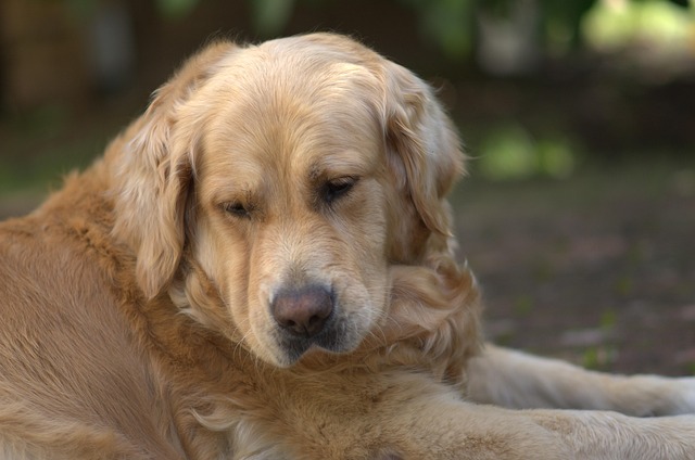 Free Golden Retriever Dog photo and picture
