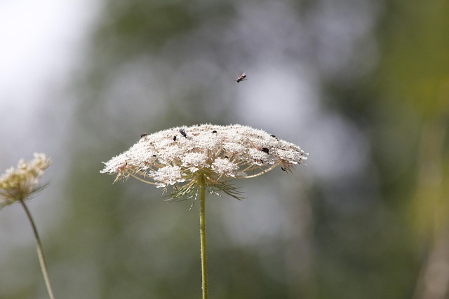 Free Flower Plant photo and picture
