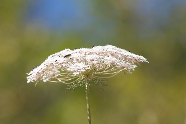 Free Flower Plant photo and picture