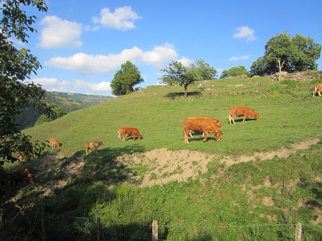 Free Cow Whey photo and picture