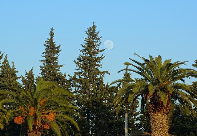 Free Trees Day photo and picture