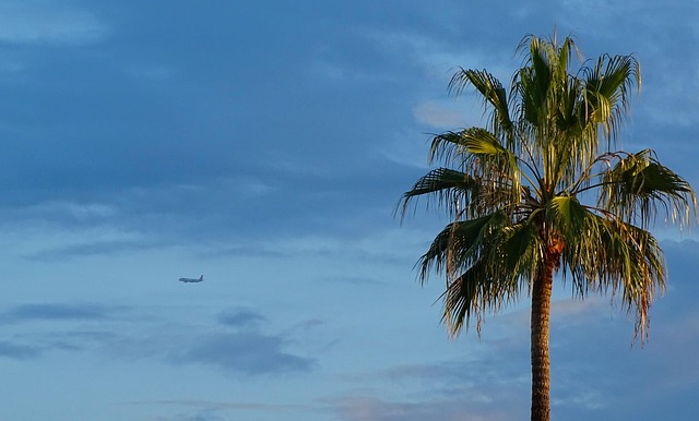 Free Palm Plane photo and picture