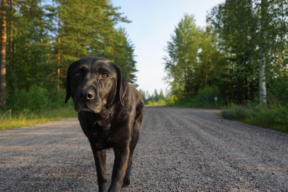 Image result for ç¬ Labradors æ©ã