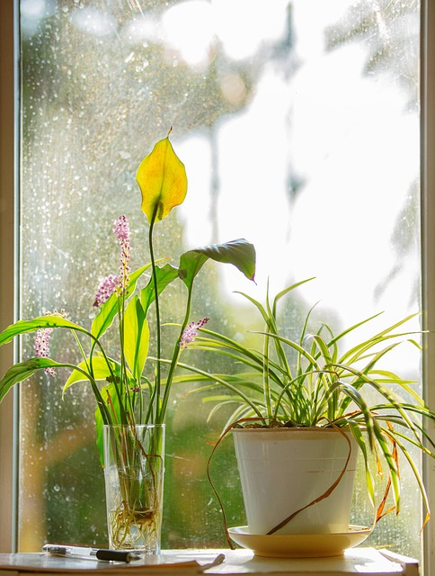 Free Window Flower photo and picture