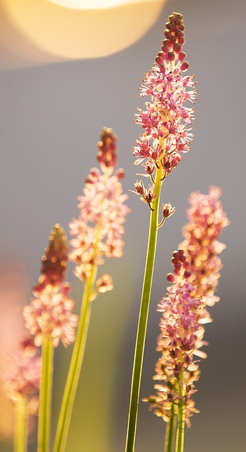Free Flower Up photo and picture
