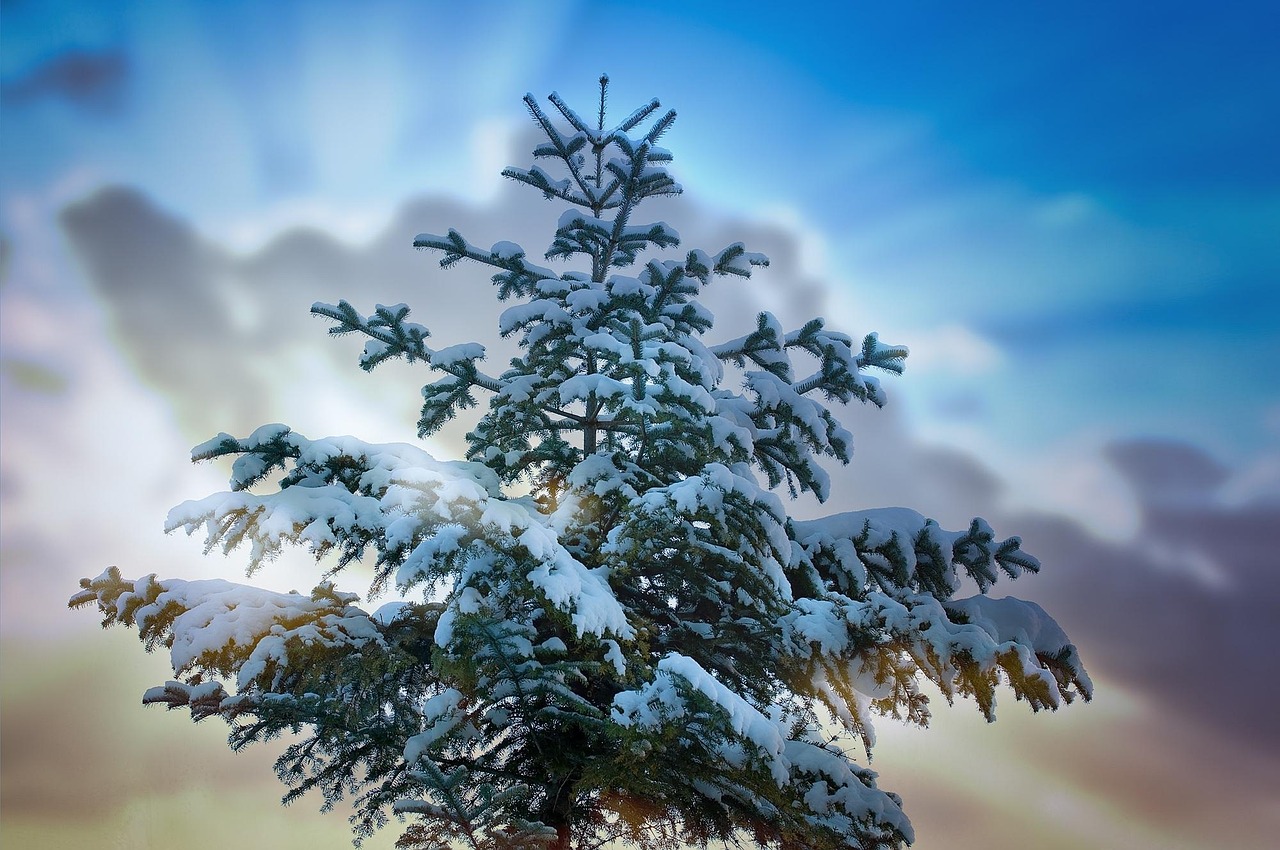 树 树顶 针叶树 - Pixabay上的免费照片 - Pixabay