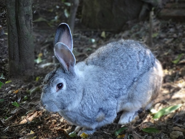 Free Rabbit Mammal photo and picture