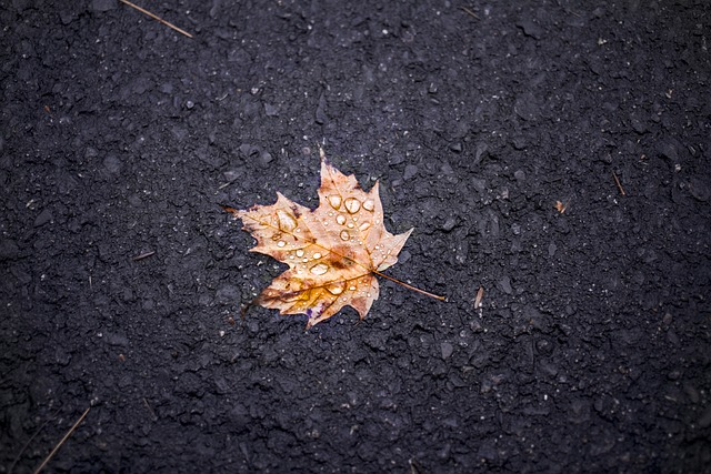 Free Leaf Maple photo and picture