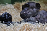 chimpanzee, monkey, ape