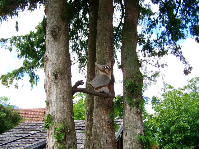 Free Owl Tree Owl photo and picture