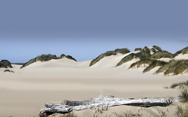Free Beach White Sand photo and picture